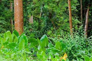 Green Jungle Vegetation Tropical Forest